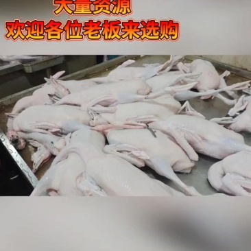 广东三鸟批发，黑棕鹅