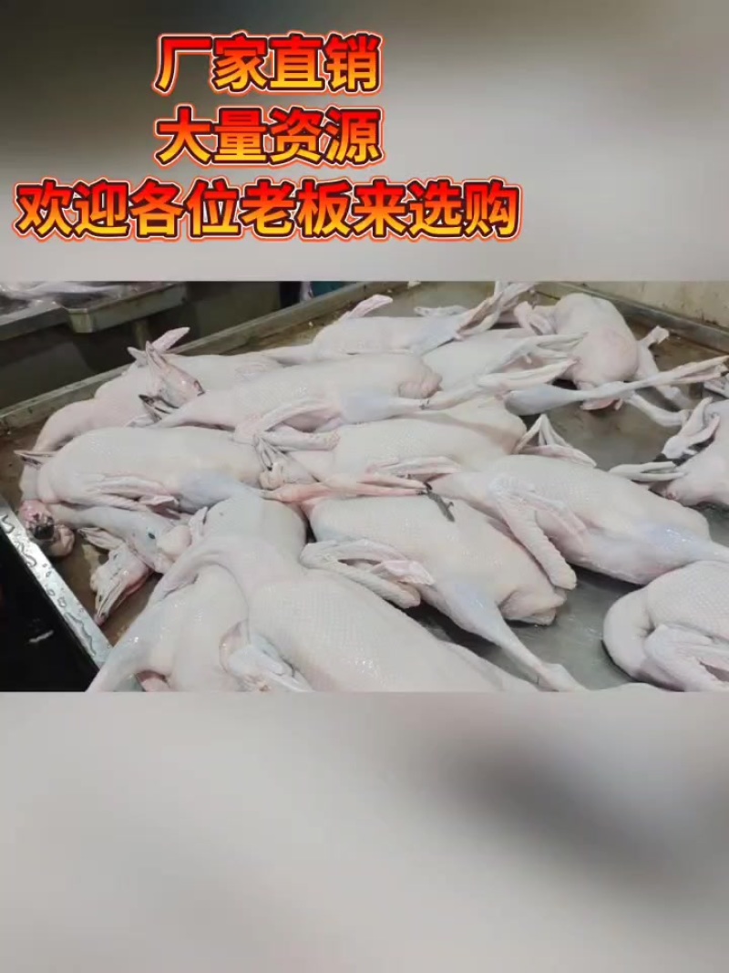 广东三鸟批发，黑棕鹅