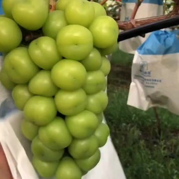 阳光玫瑰