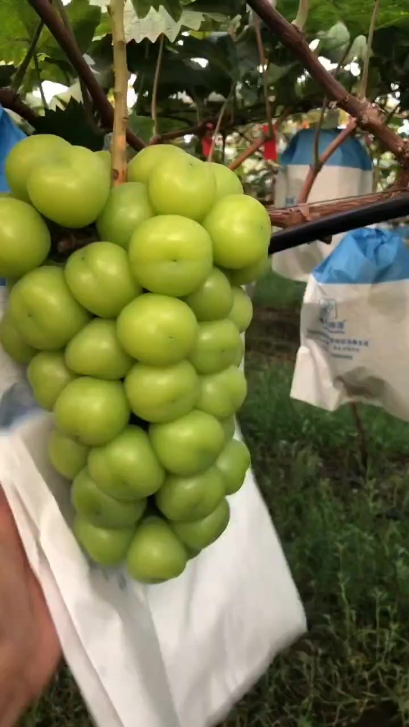 阳光玫瑰