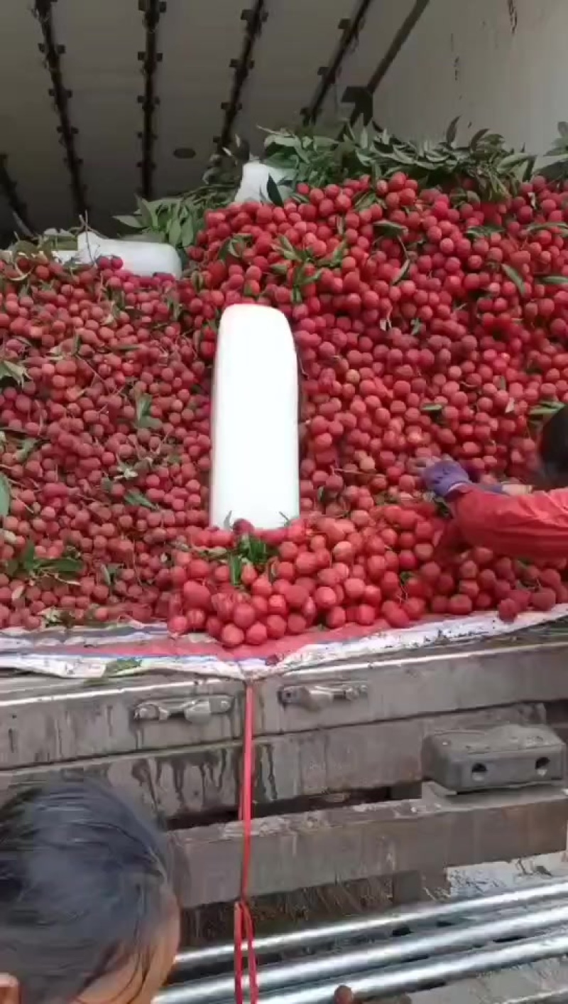 贵妃红荔枝天天发货