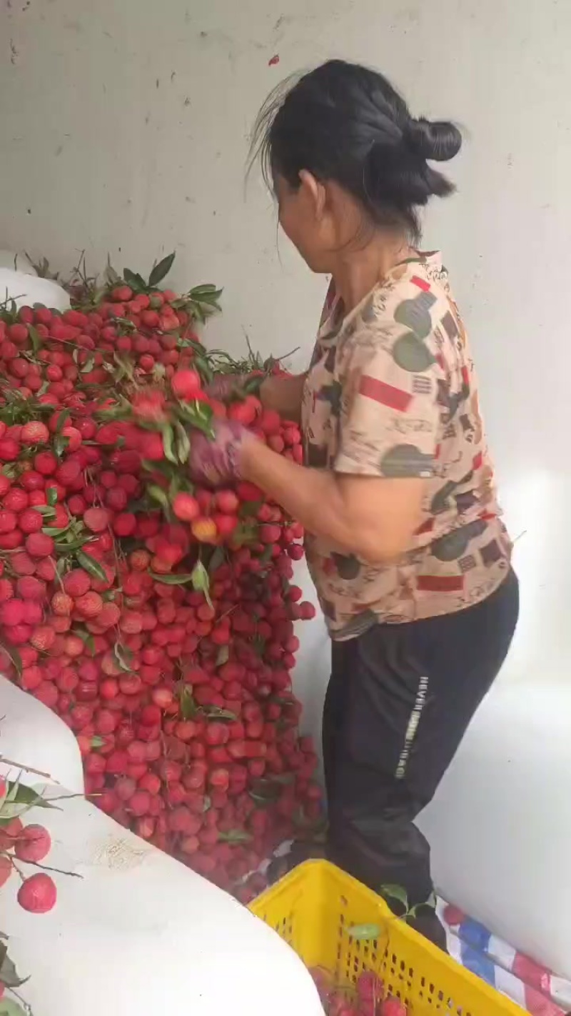 贵妃红荔枝天天发货