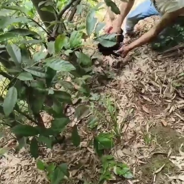 竹子