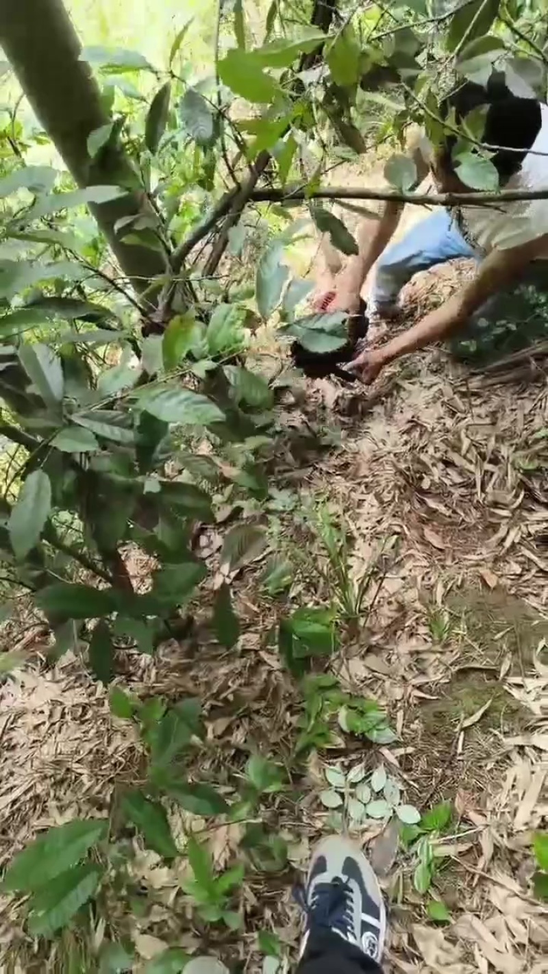 竹子