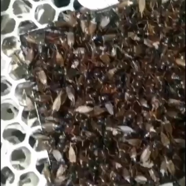 蟋蟀成成虫，大亚，虫卵