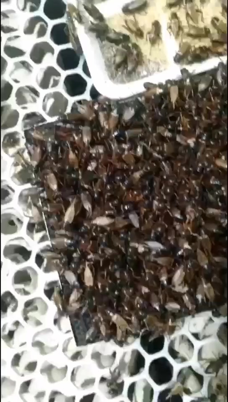 蟋蟀成成虫，大亚，虫卵