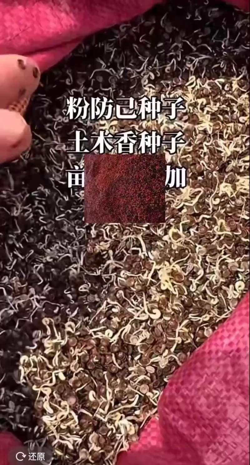 防己催芽