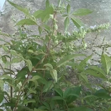 黄荆树