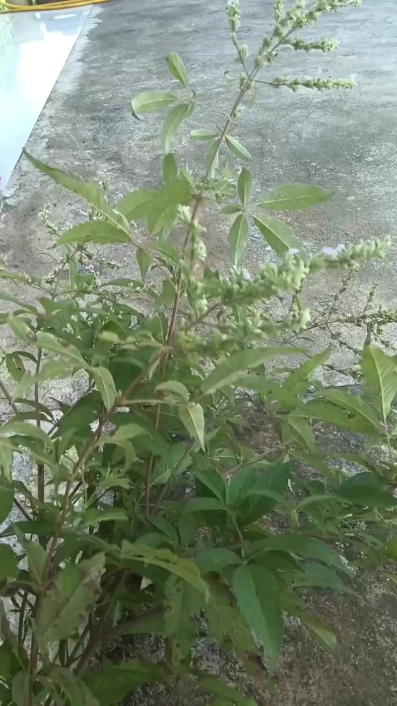 黄荆树