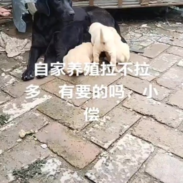 拉不拉多