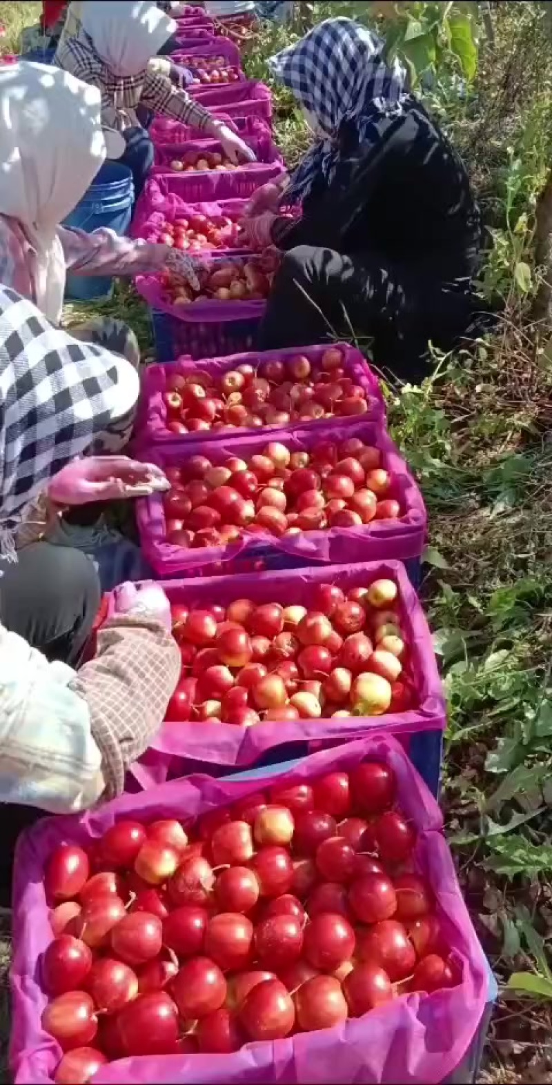 大量出售123，紫红太平