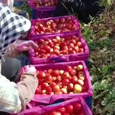大量出售123，紫红太平
