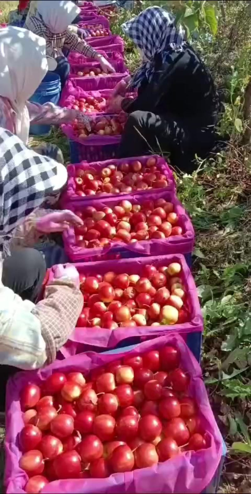 大量出售123，紫红太平