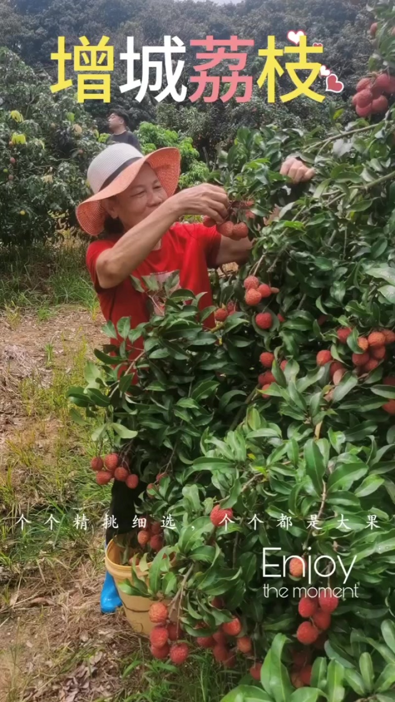 广州增城仙进奉，荔枝皇后！个个靓果