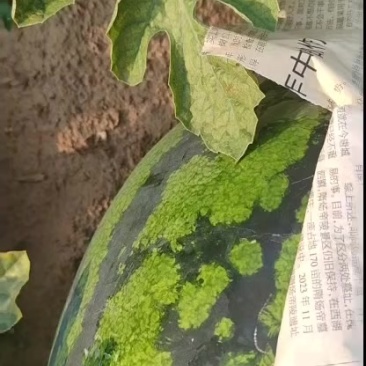 西瓜
