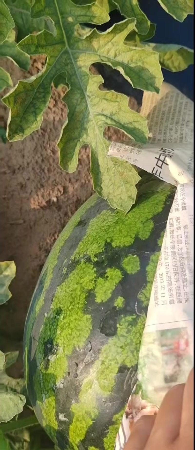 西瓜