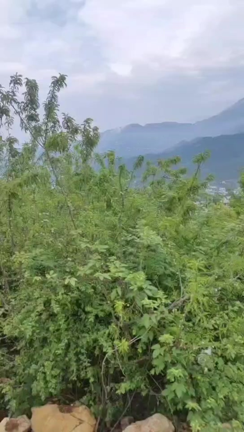 李子果园50亩，8年的大树2500颗，出租或转让