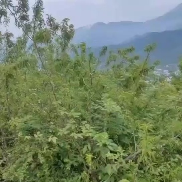 李子果园50亩，8年的大树2500颗，出租或转让