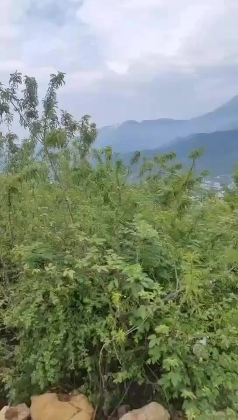 李子果园50亩，8年的大树2500颗，出租或转让