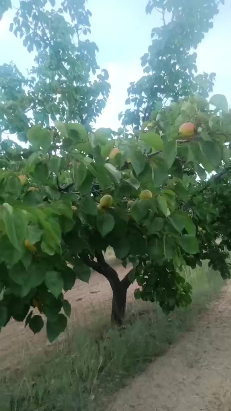 阳原木瓜杏，大量有货，需要的客户联系我
