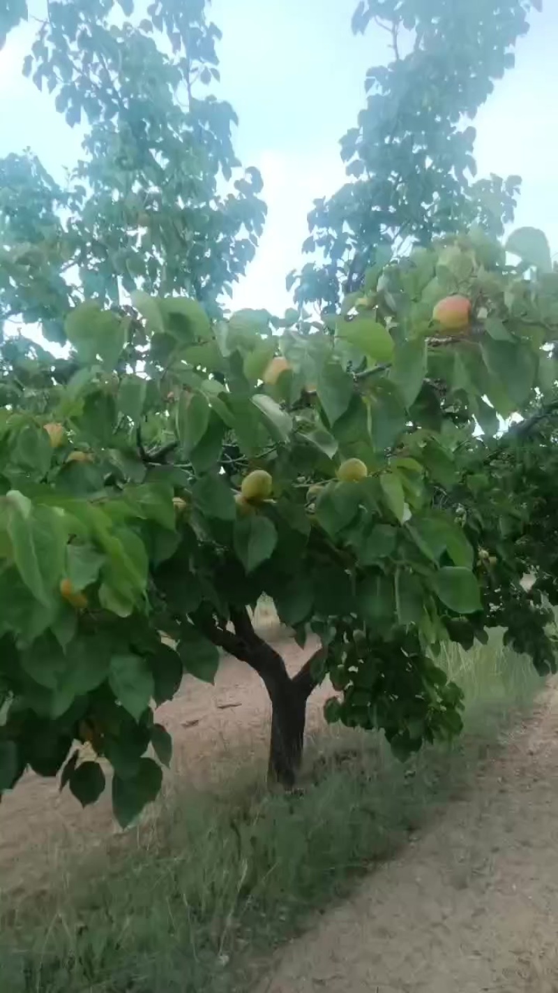 阳原木瓜杏，大量有货，需要的客户联系我