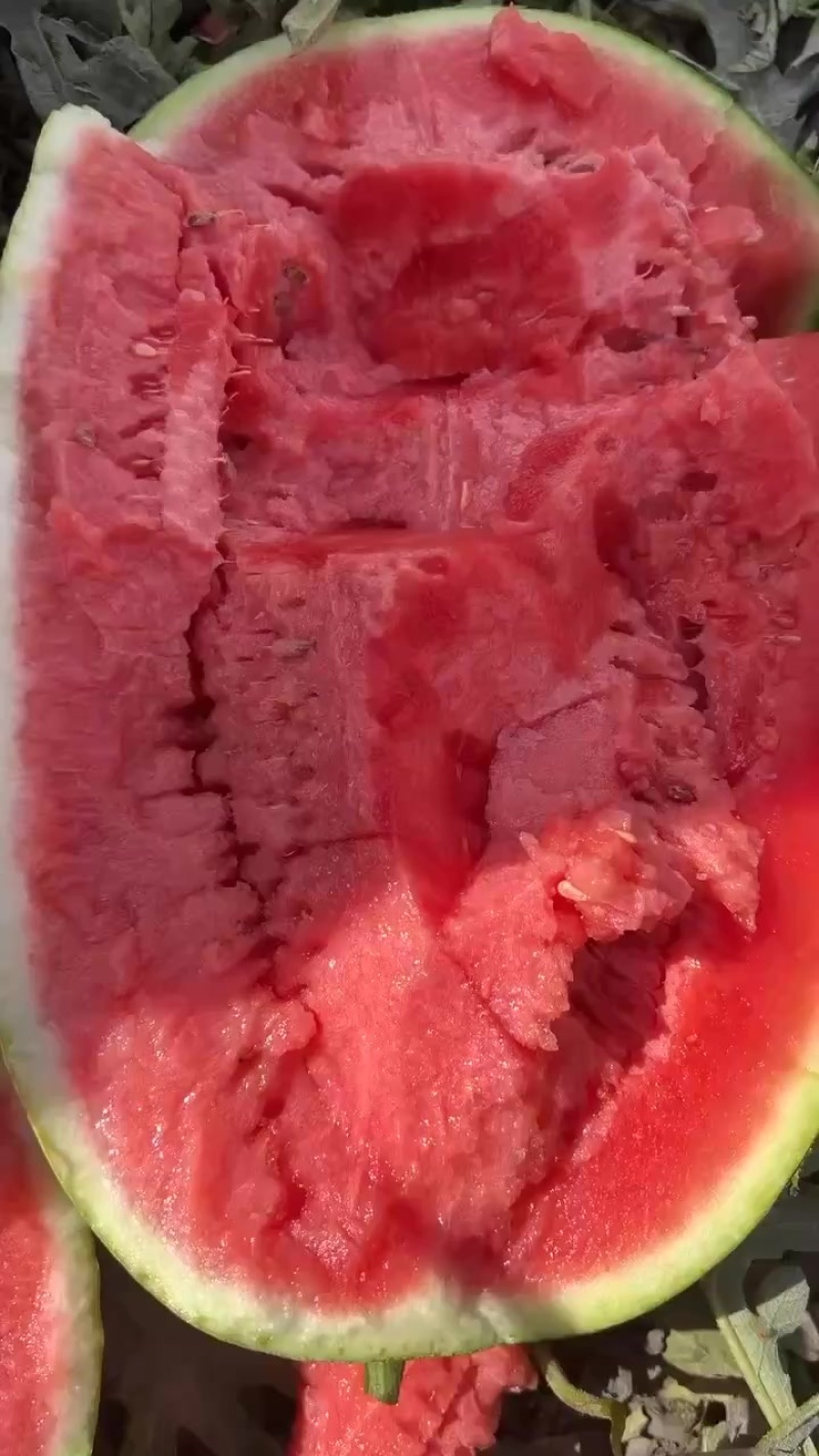 宁夏石头瓜，皮薄肉厚，干沙瓤，口感细腻，糖度13➕