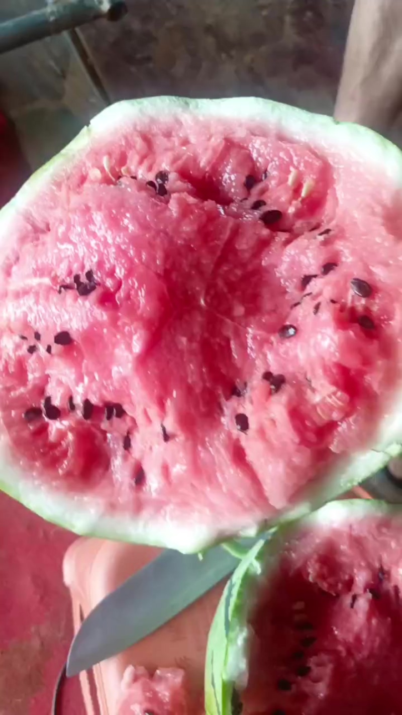 有籽麒麟瓜