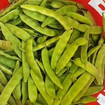 公主岭大油豆