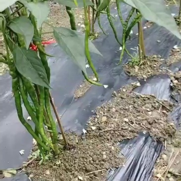 贵州雷山本地线辣量小一天能出5--600斤