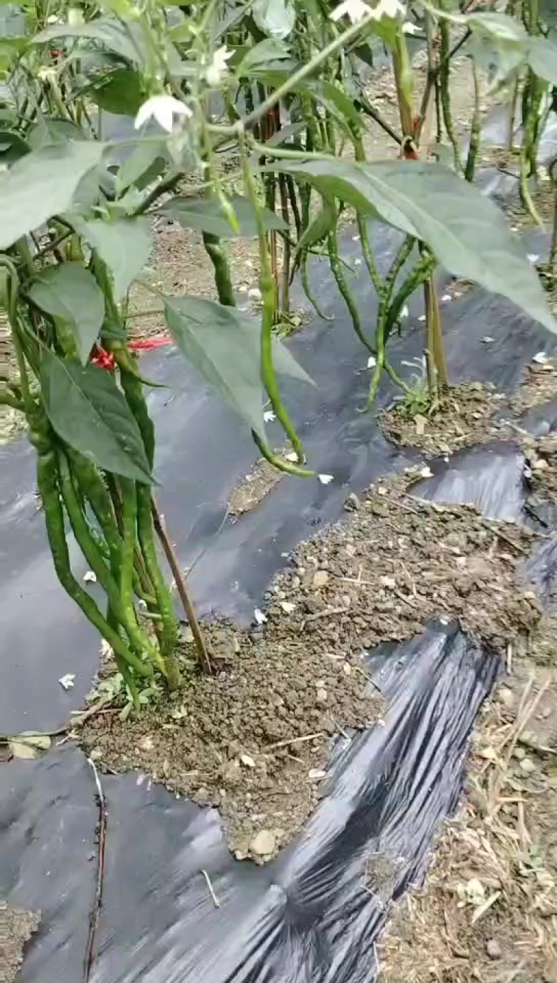 贵州雷山本地线辣量小一天能出5--600斤