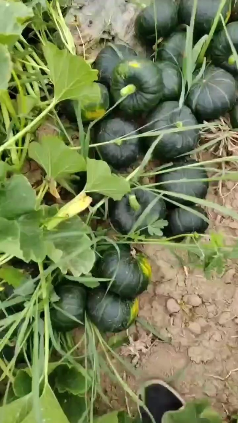贝贝南瓜大量供应