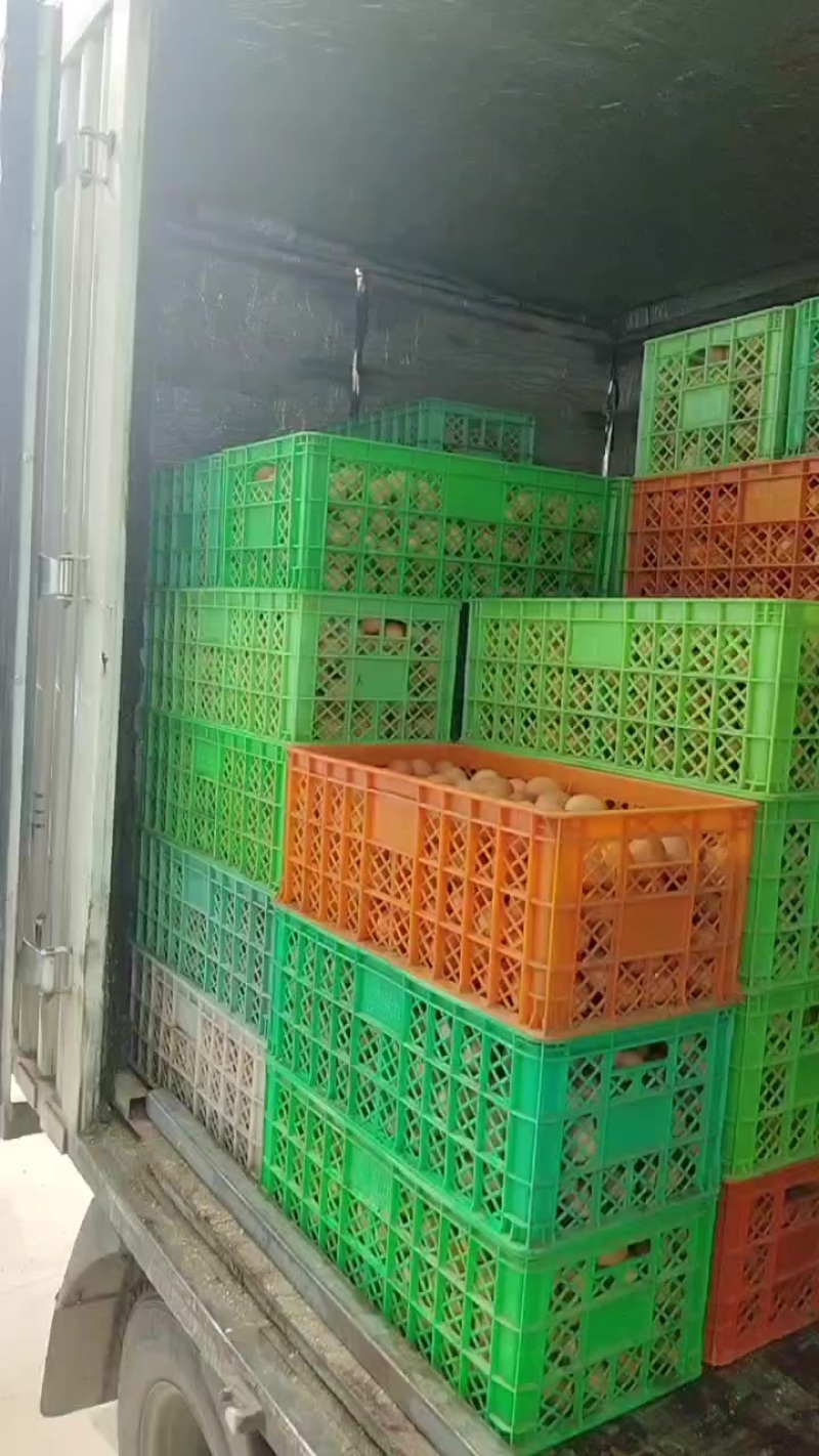 红蛋
