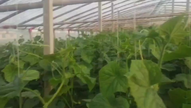 沂南黄瓜