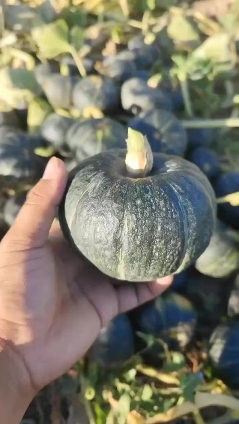 贝贝南瓜