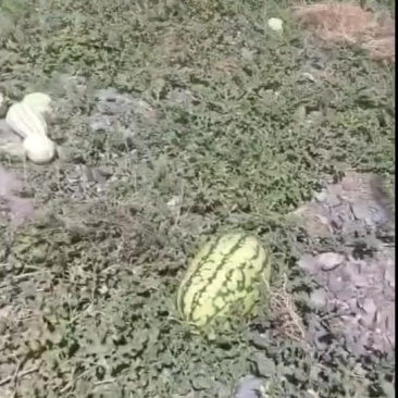 宁夏硒砂瓜
