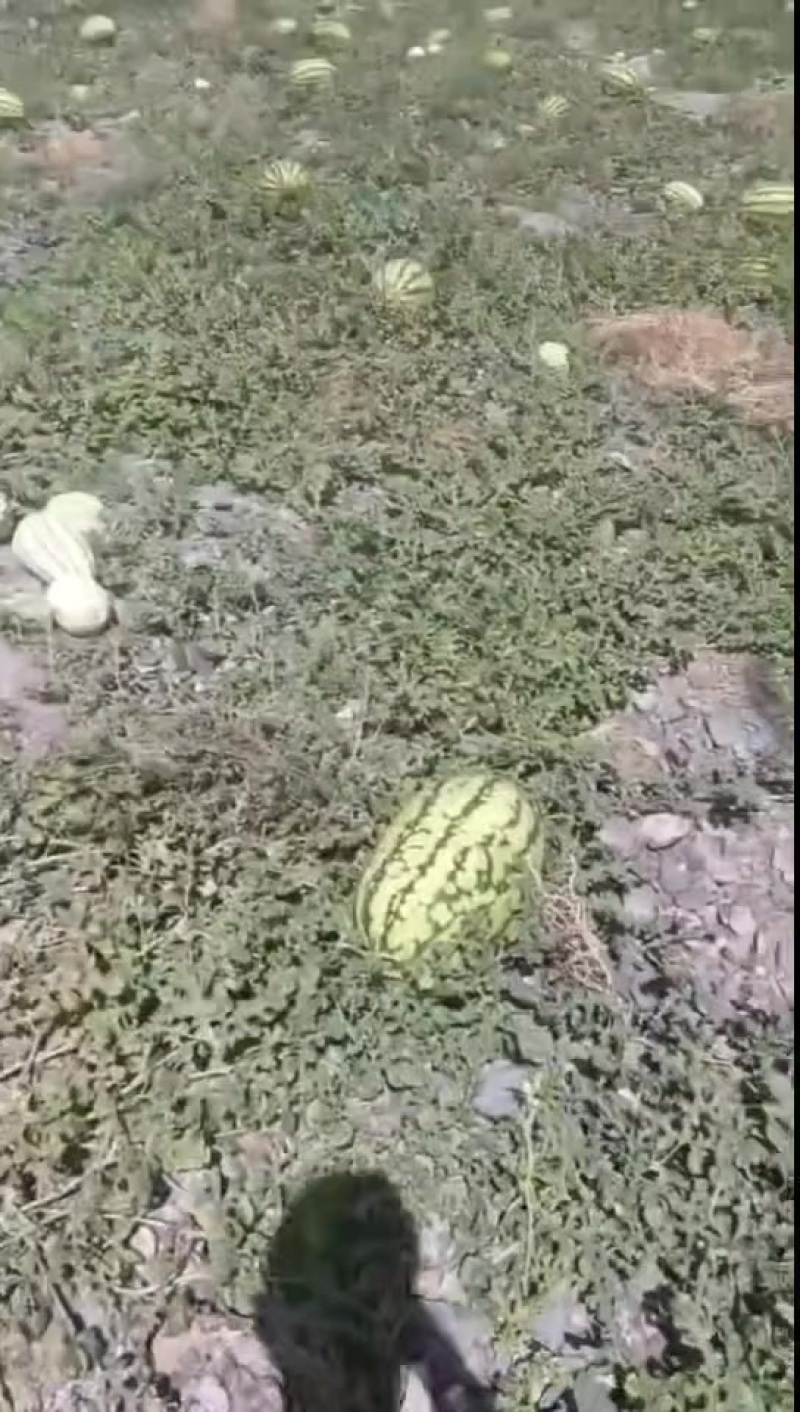 宁夏硒砂瓜