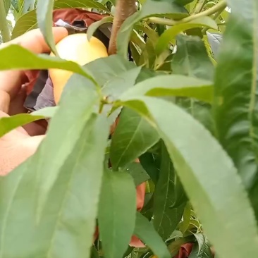 山东烟台黄油蟠桃