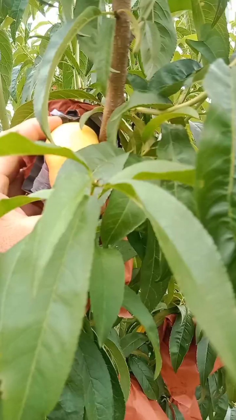 山东烟台黄油蟠桃