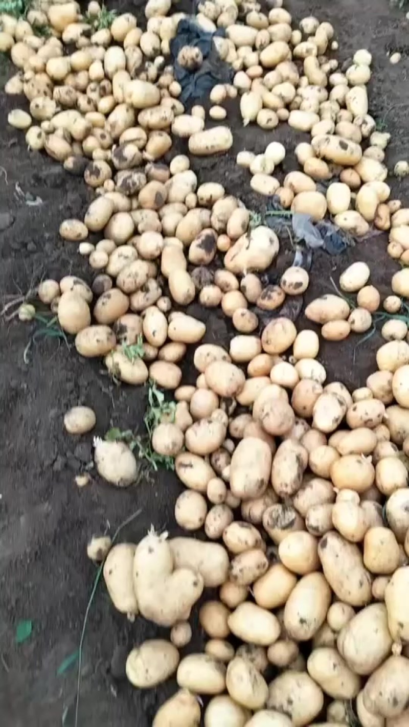 土豆直发