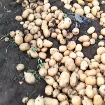 土豆直发