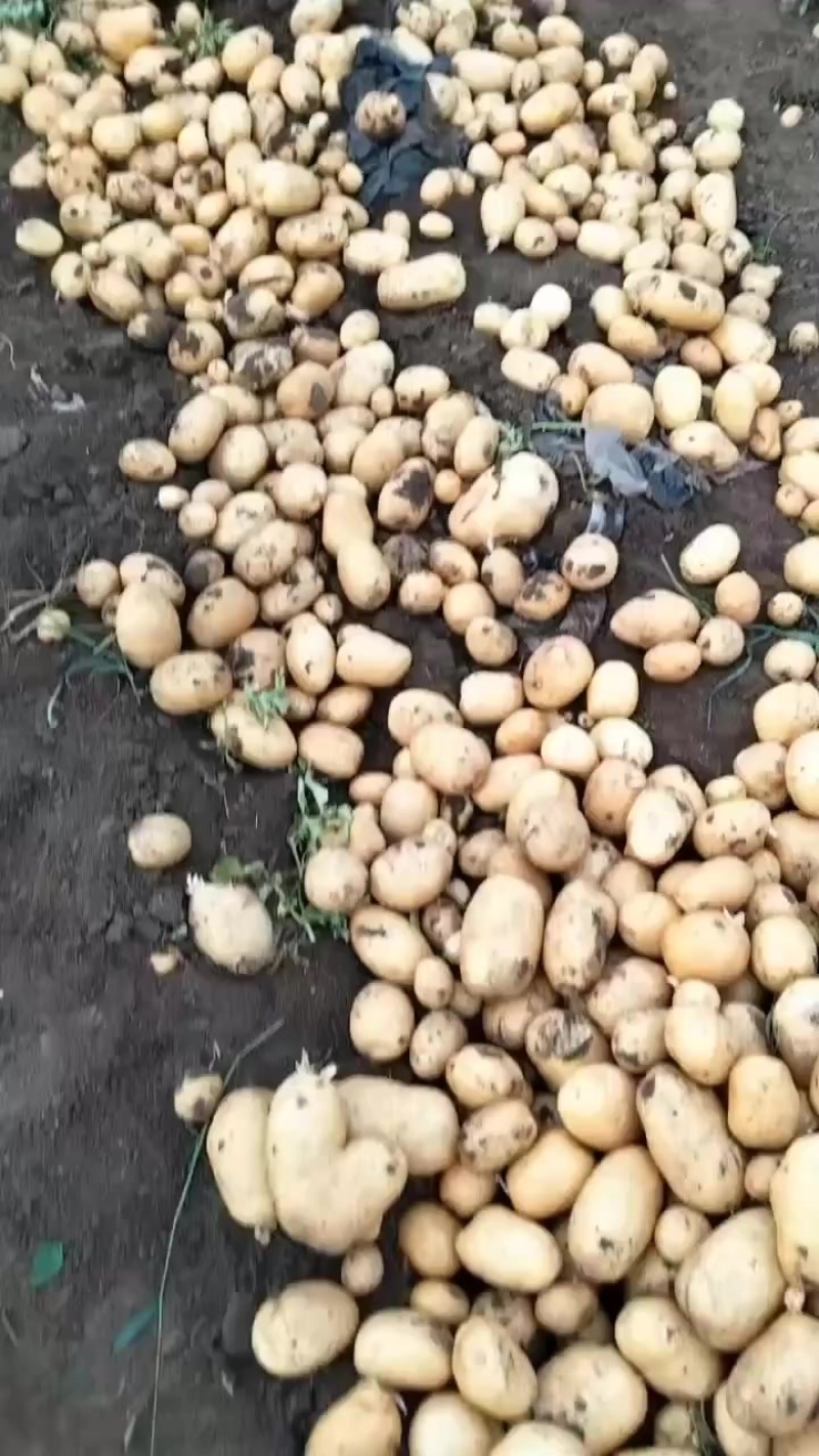 土豆直发