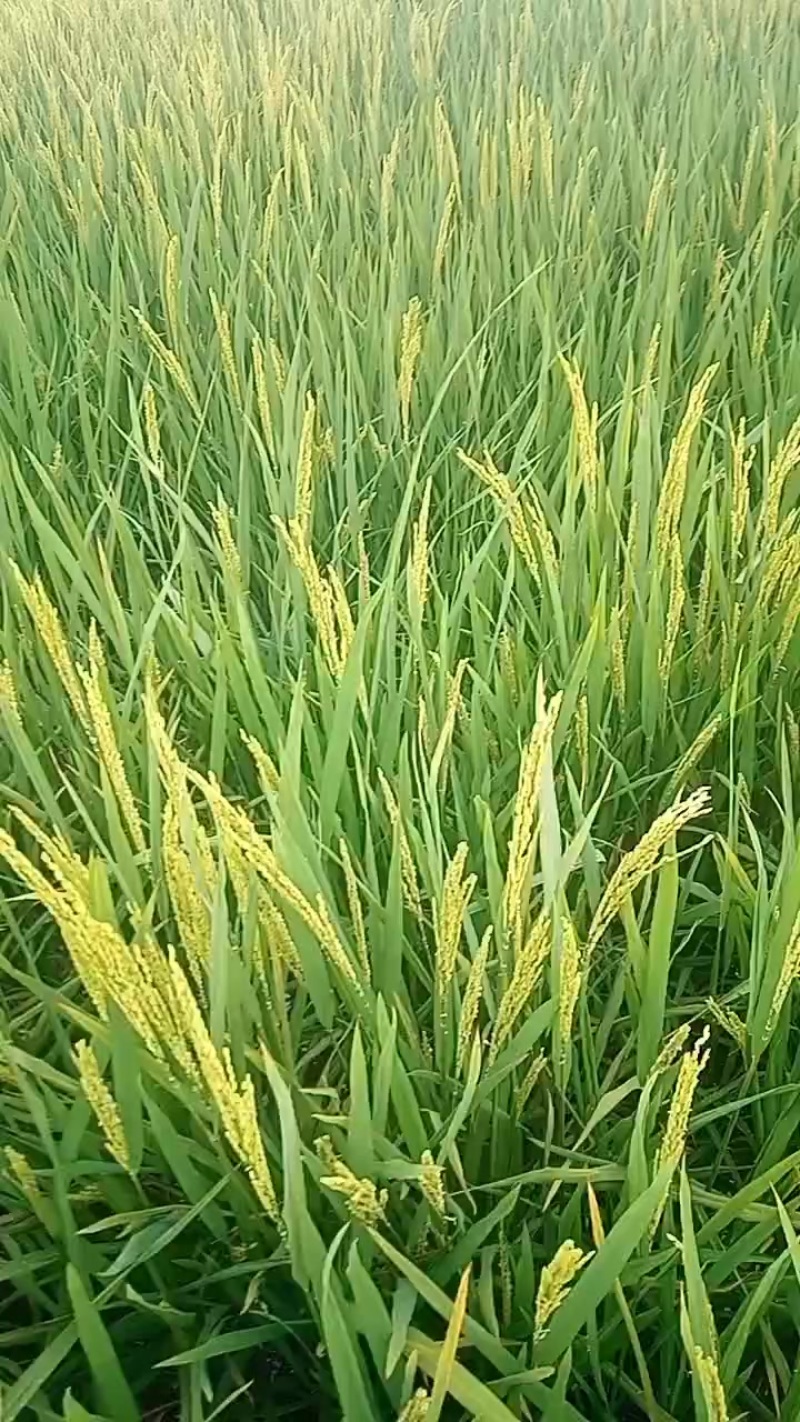 稻谷