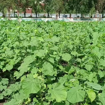 山东磨盘草
