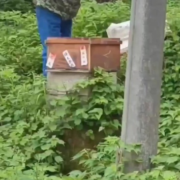 【***土蜂蜜】农家自产，***无加工采自深山
