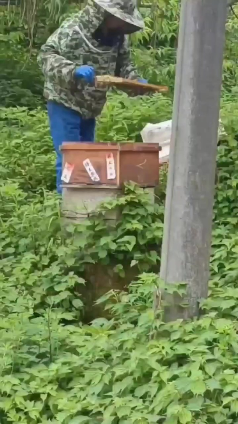 【***土蜂蜜】农家自产，***无加工采自深山