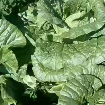 大白菜上市