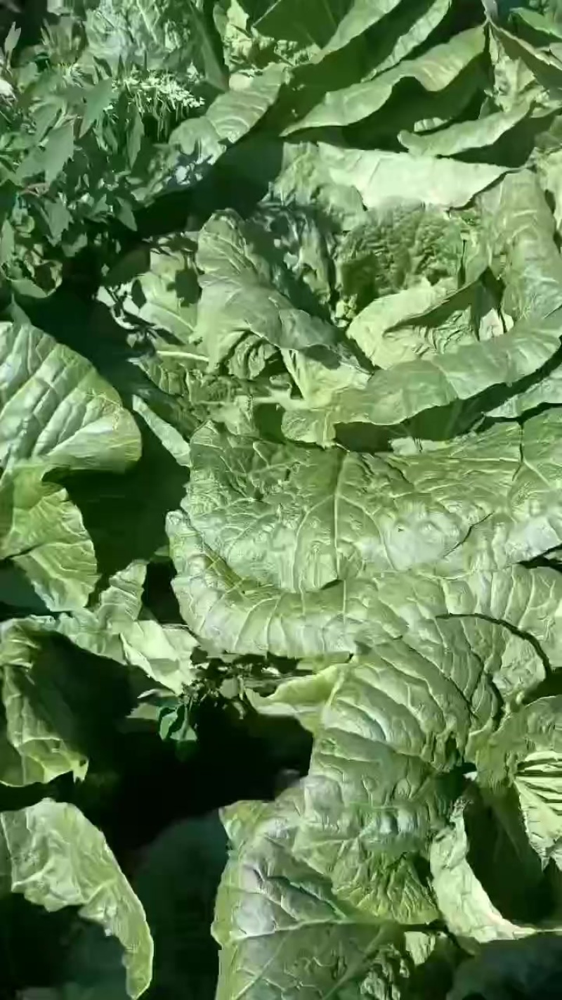 大白菜上市