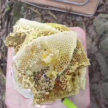正宗蜂蜜
