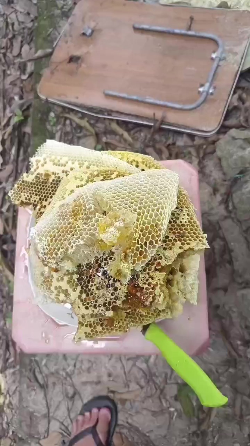 正宗蜂蜜