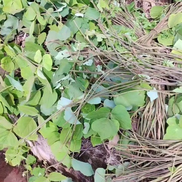 现正在加工葛麻